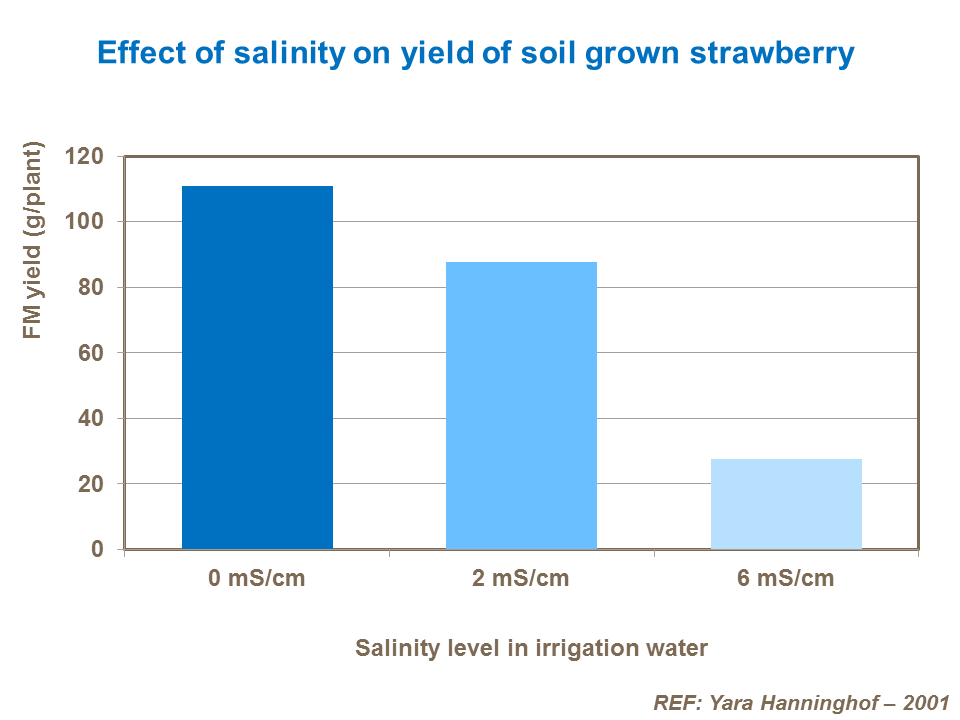 Effect of salinity on yield of soil grown strawberry