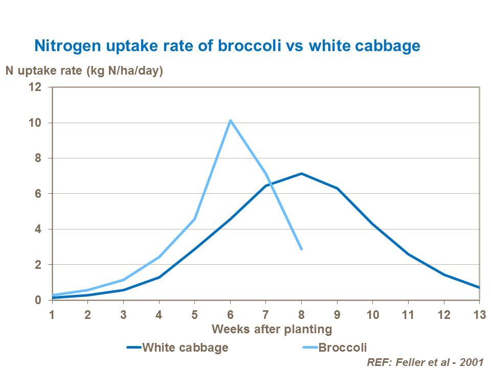 Nitrogen uptake rate of broccoli vs white cabbage