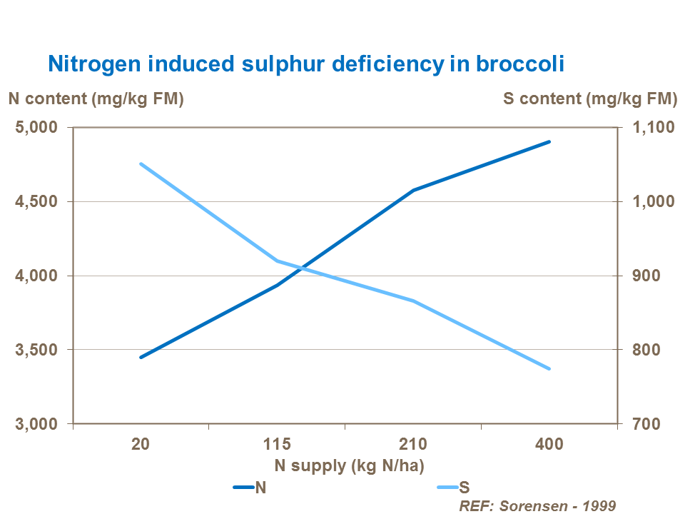 Nitrogen induced sulphur deficiency in broccoli