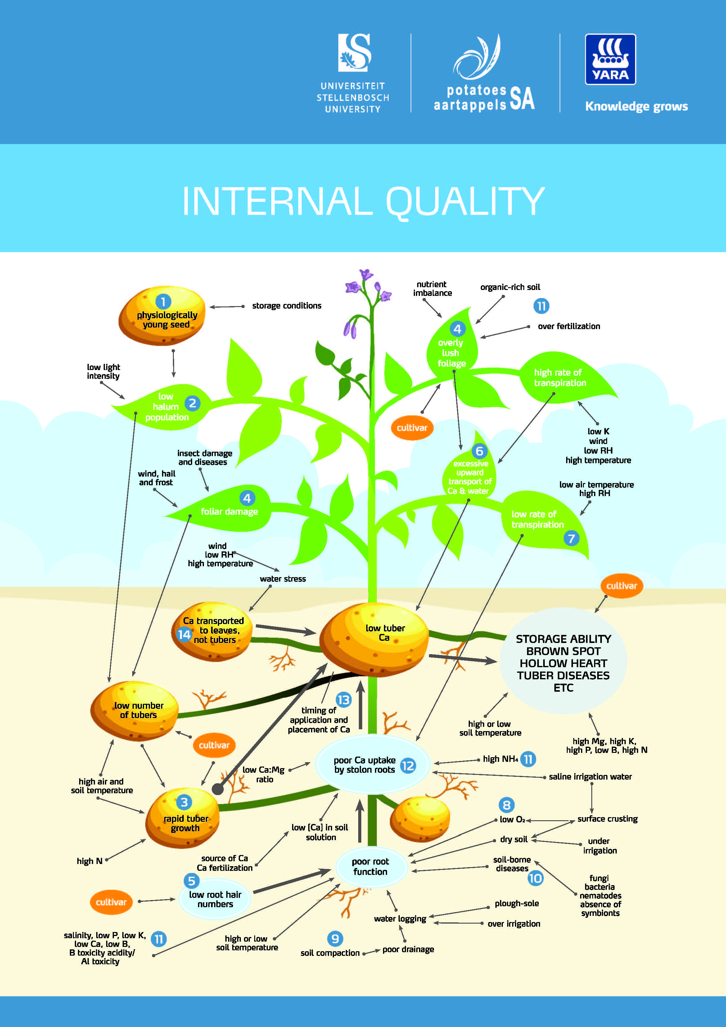 Potato 2nd - English - No Bleed_Page_2.jpg
