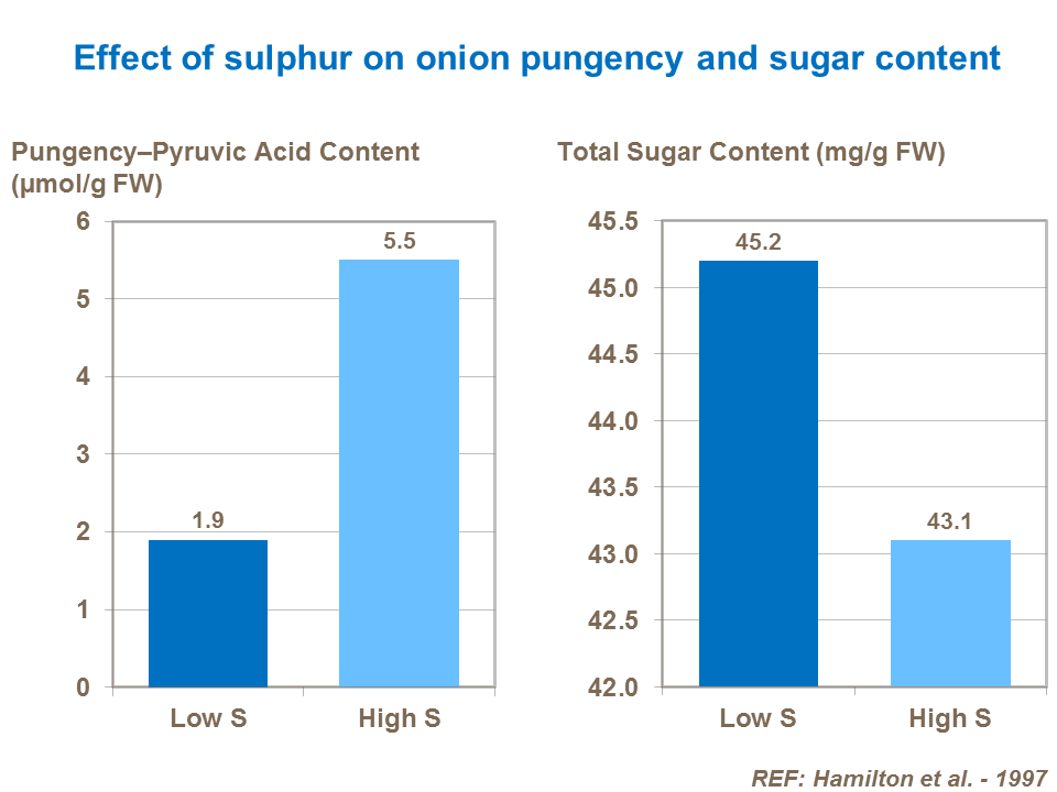 Effect of sulphur on onion pungency and sugar content
