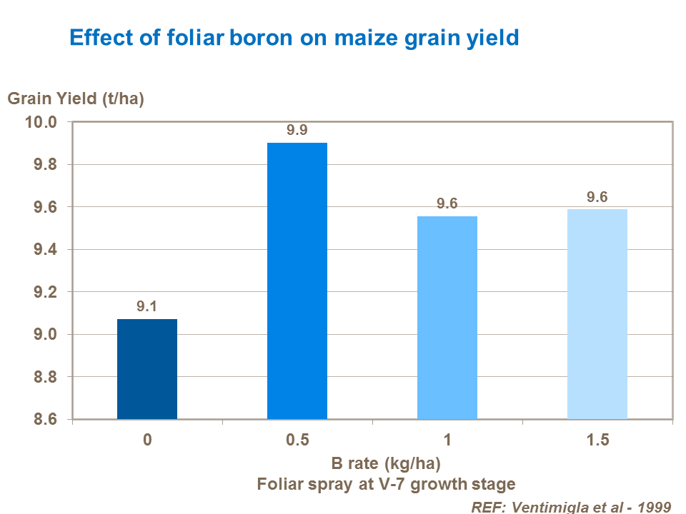 Effect of foliar boron on maize grain yield