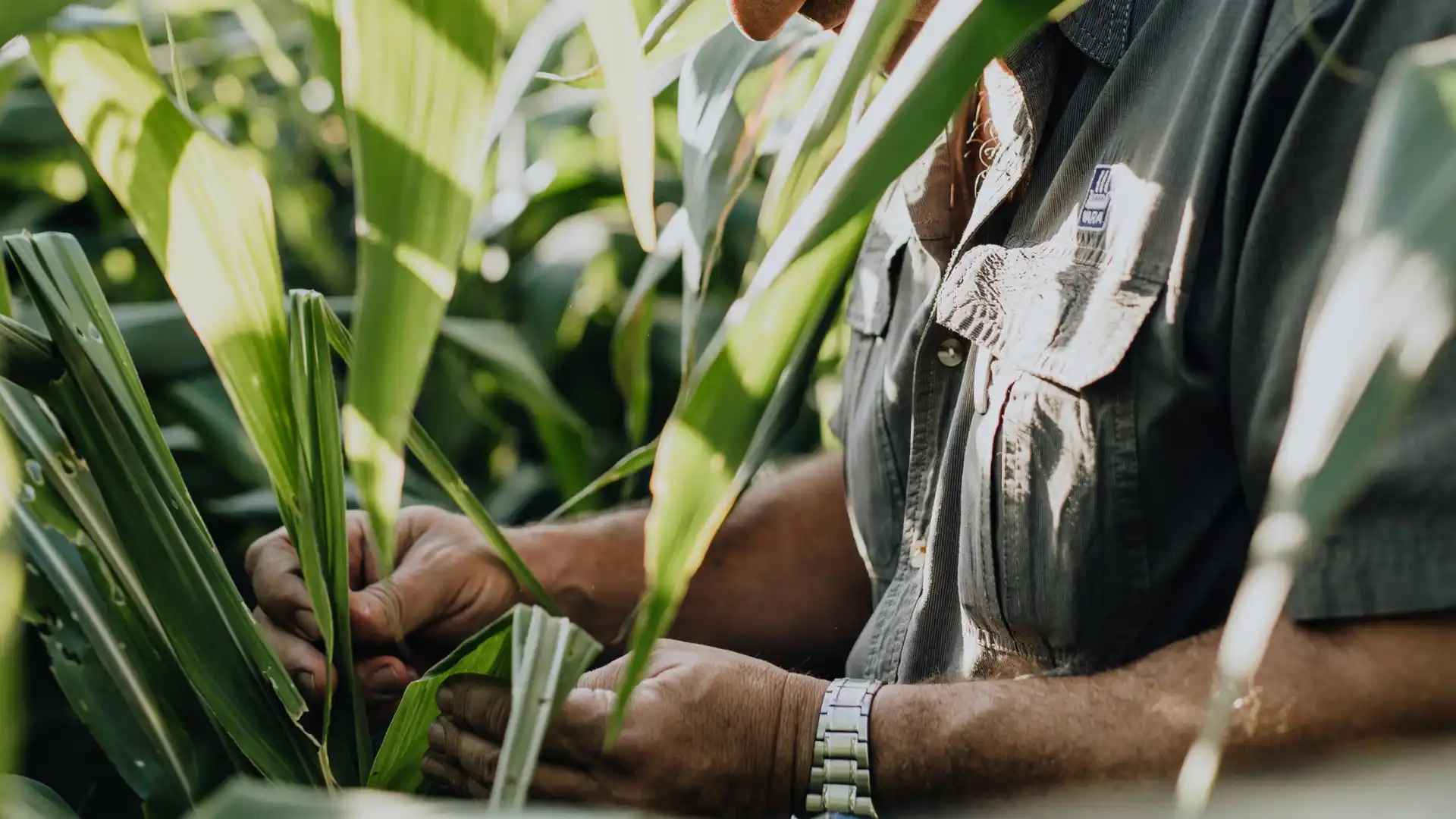 Yara, your crop nutrition partner.